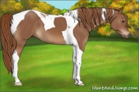 Horse Color:Chestnut Tobiano