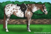 Horse Color:Liver Chestnut Sabino Appaloosa 