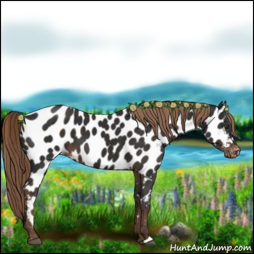 Horse Color:Liver Chestnut Appaloosa 