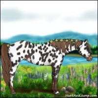 Horse Color:Liver Chestnut Appaloosa 