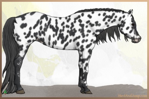 Horse Color:Black Appaloosa 