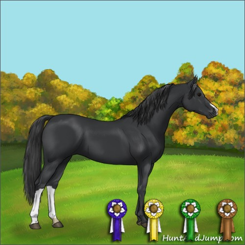 Horse Color:Black 