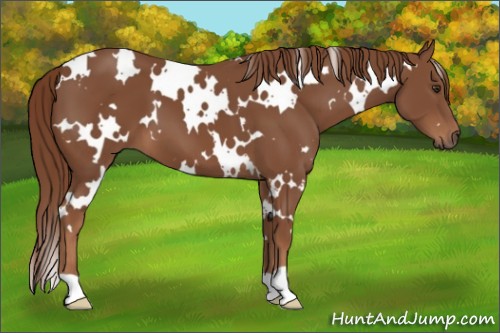Horse Color:White Spotted Chestnut 