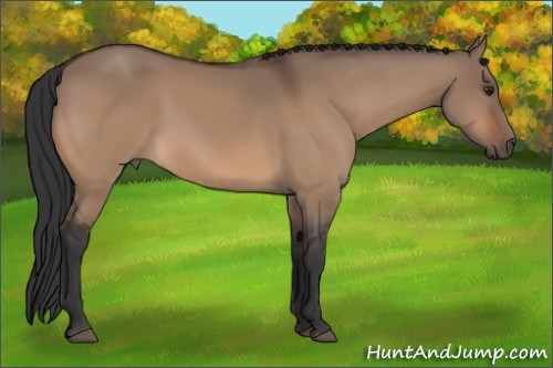 Horse Color:Brown Dun