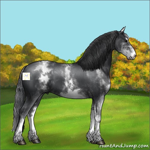 Horse Color:White Spotted Black Sabino