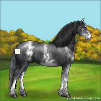 Horse Color:White Spotted Black Sabino