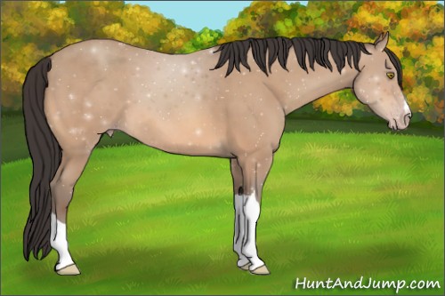 Horse Color:Amber Champagne 