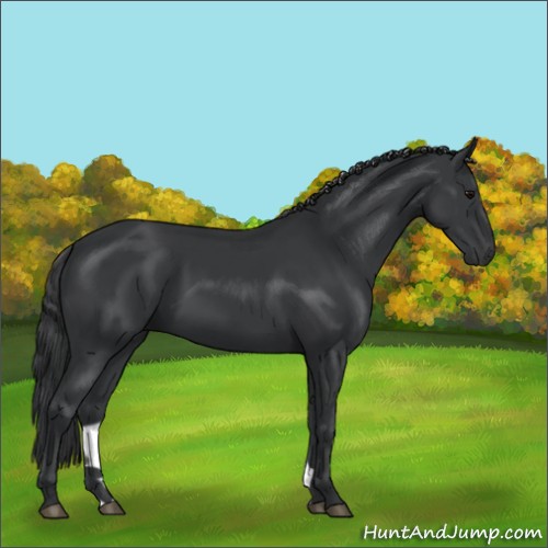 Horse Color:Black 