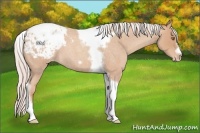 Horse Color:Silver Classic Champagne Roan Splash Tobiano Frame Appaloosa Rabicano