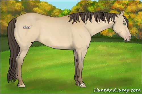 Horse Color:Amber Cream Champagne 