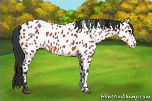 Horse Color:Bay Appaloosa 