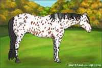Horse Color:Bay Appaloosa 
