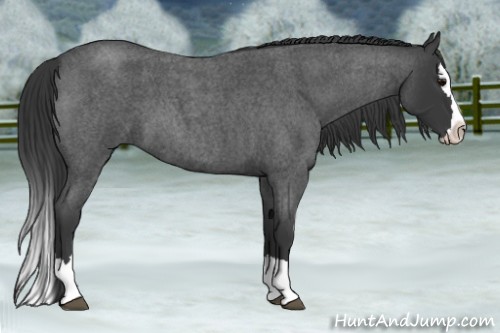 Horse Color:Blue Roan Splash
