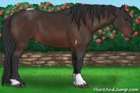 Horse Color:Brown Tobiano
