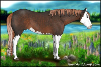 Horse Color:Liver Chestnut Splash 