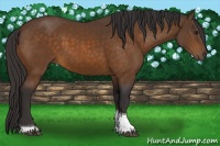 Horse Color:Buckskin Tobiano