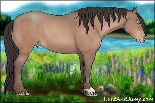 Horse Color:Sable Champagne Rabicano 