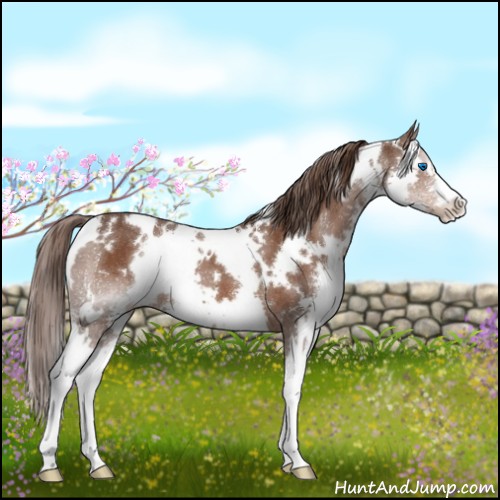 Horse Color:White Spotted Liver Chestnut Splash 