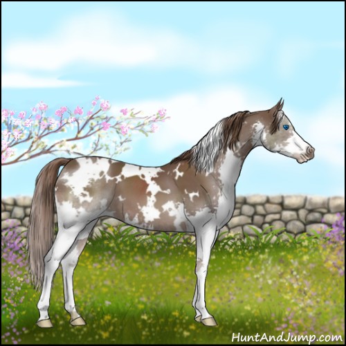 Horse Color:White Spotted Liver Chestnut Splash 