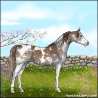 Horse Color:White Spotted Liver Chestnut Splash