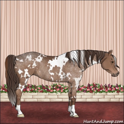 Horse Color:White Spotted Liver Chestnut Rabicano 