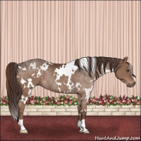 Horse Color:White Spotted Liver Chestnut Rabicano