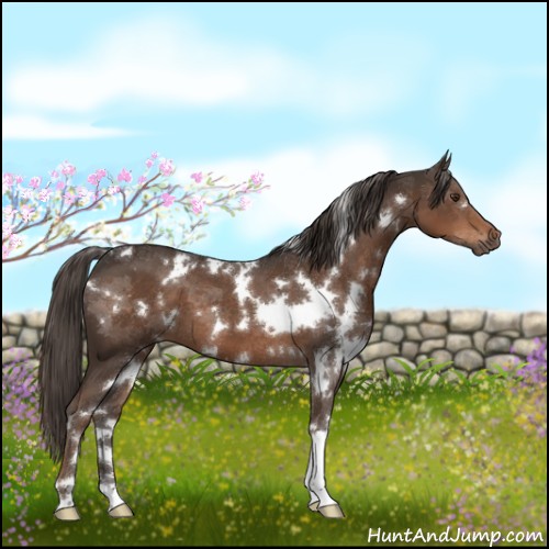 Horse Color:White Spotted Liver Chestnut 