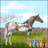 Horse Color:White Spotted Chocolate Palomino