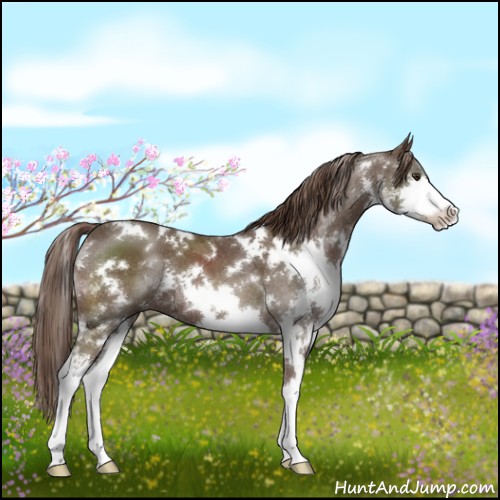 Horse Color:White Spotted Liver Chestnut Sabino Splash