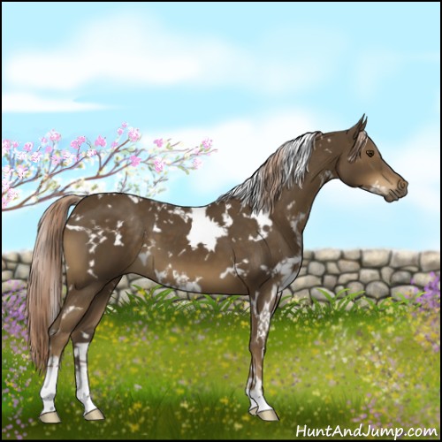 Horse Color:White Spotted Chocolate Palomino 