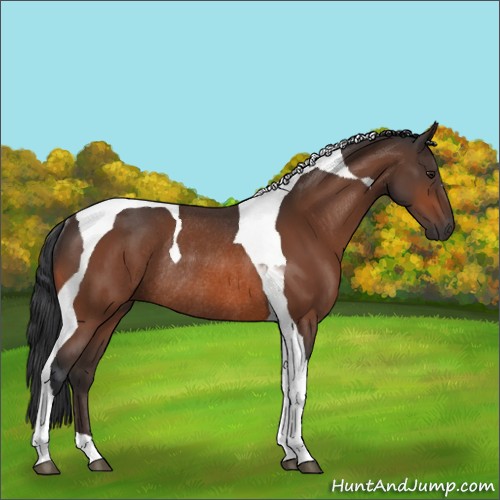 Horse Color:Brown Tobiano Rabicano