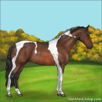 Horse Color:Brown Tobiano Rabicano