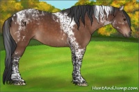 Horse Color:Brown Tobiano 