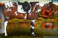 Horse Color:White Spotted Bay Appaloosa