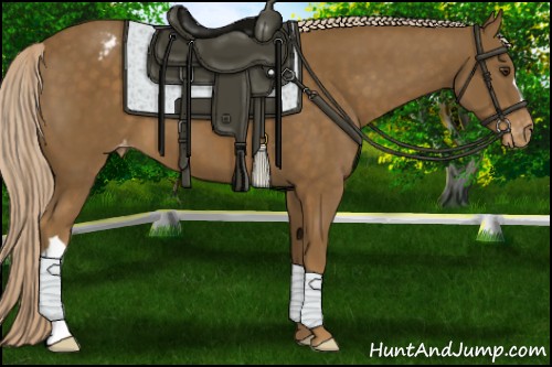 Horse Color:Chocolate Palomino Appaloosa 