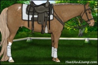 Horse Color:Chocolate Palomino Appaloosa 