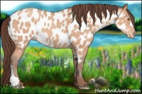 Horse Color:Amber Champagne Near Leopard