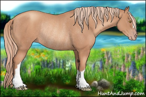 Horse Color:Gold Champagne Rabicano 