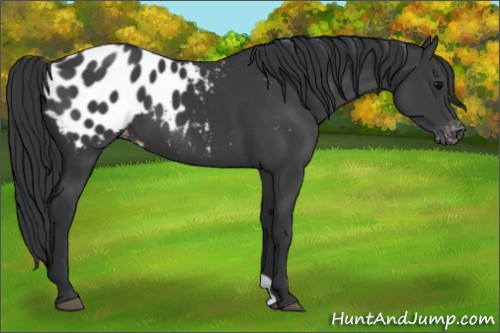 Horse Color:Black Appaloosa 