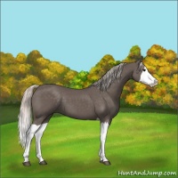 Horse Color:Silver Black Splash