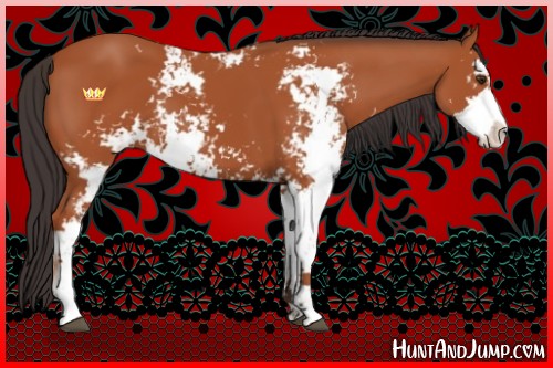 Horse Color:Bay Sabino 
