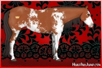 Horse Color:Bay Sabino 
