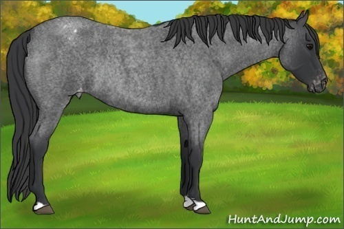 Horse Color:Blue Roan Appaloosa Rabicano 
