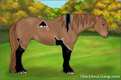 Horse Color:Chestnut Tobiano