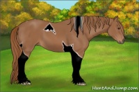 Horse Color:Chestnut Tobiano