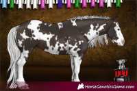 Horse Color:White Spotted Silver Brown Mushroom Sabino Splash 