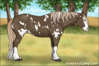 Horse Color:White Spotted Chocolate Palomino Splash 