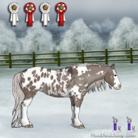 Horse Color:White Spotted Silver Grullo Sabino Splash Blanket Rabicano 
