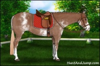 Horse Color:White Spotted Chestnut Sabino