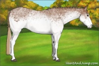 Horse Color:White Spotted Chestnut Ice Sabino